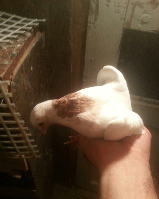 boynu gullu balalar satilir 2 si 10 azn satiram biri boz quyruqdu