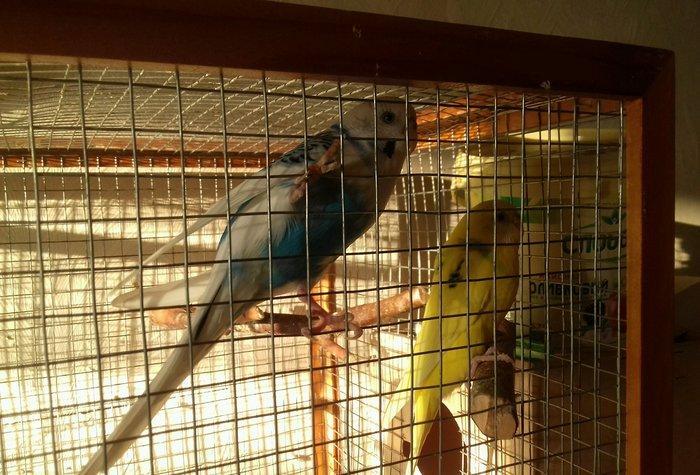 Продаю двух попугаев (мальчик Гоша и девочка Лиза) с клеткой. Клетка