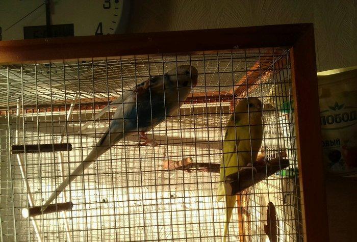 Продаю двух попугаев (мальчик Гоша и девочка Лиза) с клеткой. Клетка