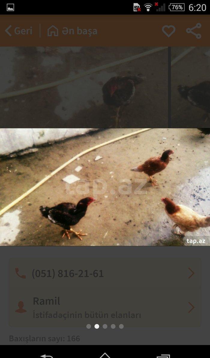 heyraltı satıram temız heyvanlardı ıkı feredı bırı xoruz Hec bır prabl