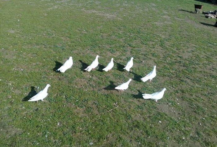 hamsi enni quyruqlardi .hamsi 150 manat . tek tek heresinin oz qiymeti