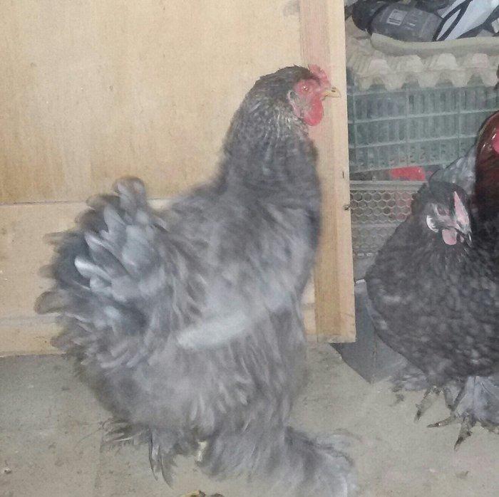 brama fərələri 1 yaş yarımdılar hər birinin qiyməti ayrılıqda 60 manat