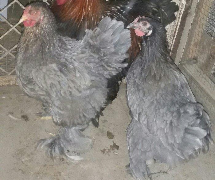 brama fərələri 1 yaş yarımdılar hər birinin qiyməti ayrılıqda 60 manat