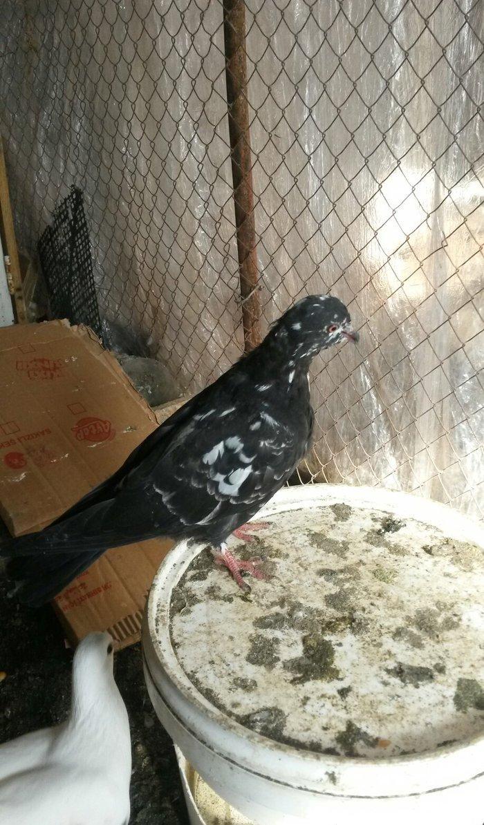 tutulma qusdu ciyden teze cixib fikri ciddi olan narahat etsin wp var