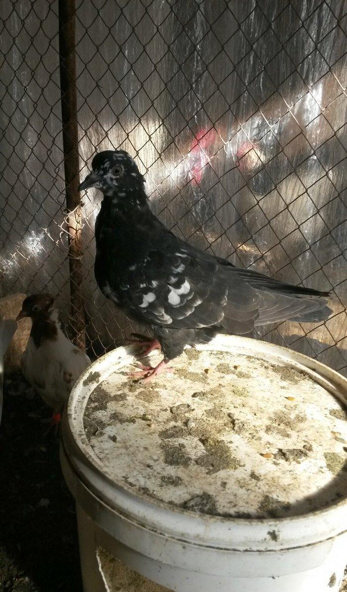 tutulma qusdu ciyden teze cixib fikri ciddi olan narahat etsin wp var