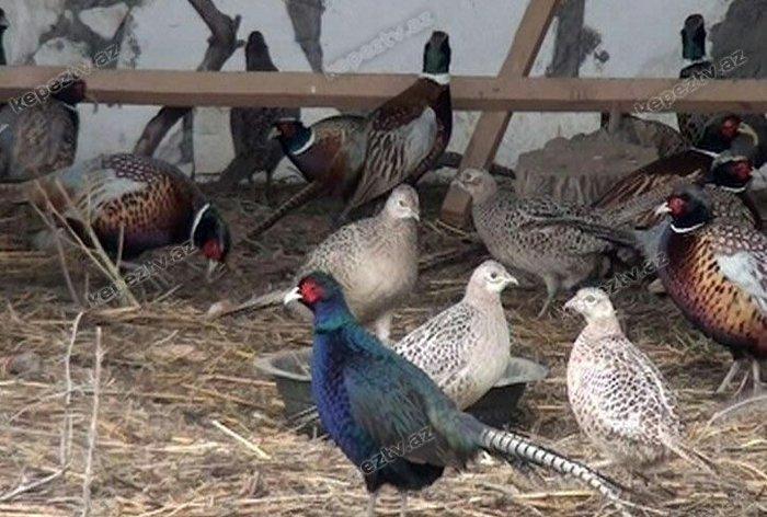 qafqaz qirqovullari 1 ri 20m cutu 40m tam saqlamdilar fikri ciddi olan