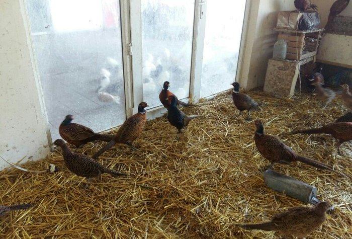 qafqaz qirqovullari 1 ri 20m cutu 40m tam saqlamdilar fikri ciddi olan