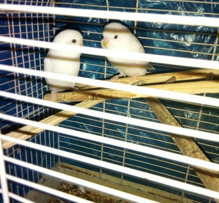 Ag qara gozler satilir 6 aylugdilar saglamdilar real alici wapchata ya