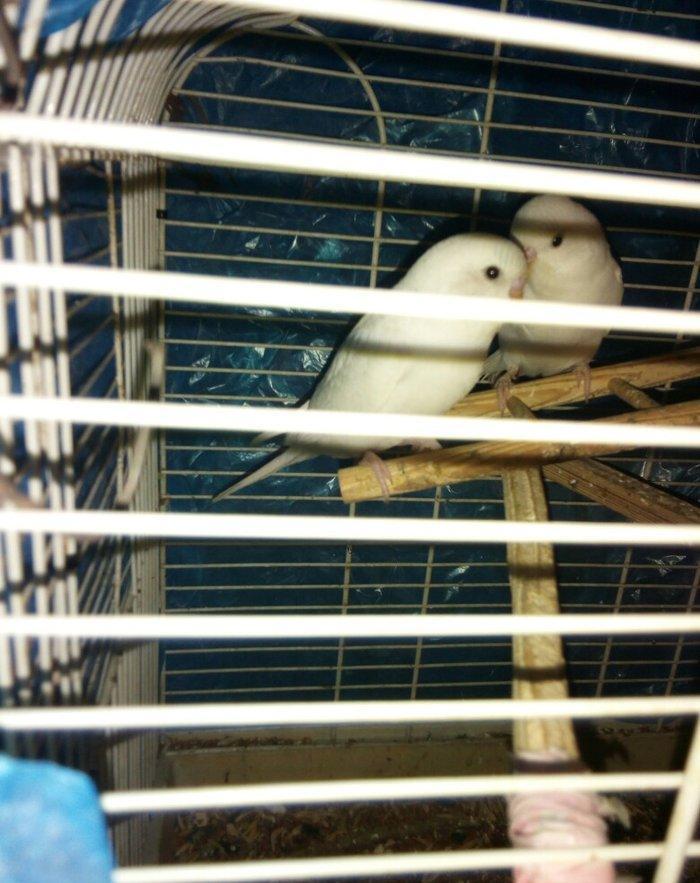 Ag qara gozler satilir 6 aylugdilar saglamdilar real alici wapchata ya