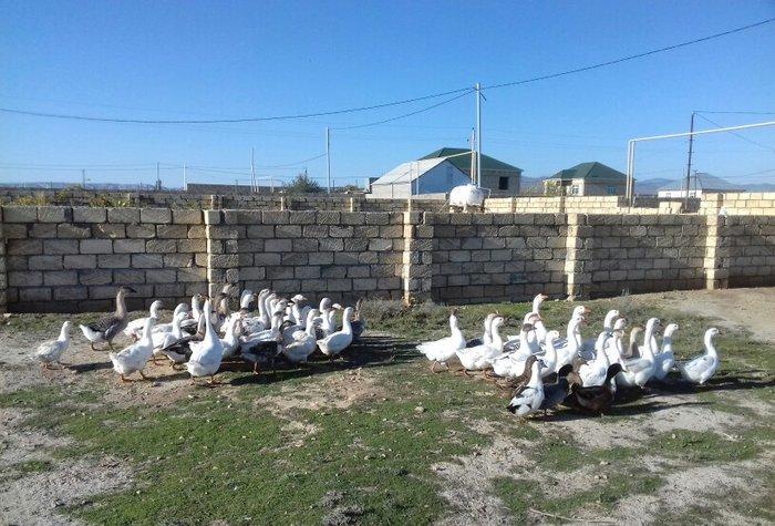 Qaz satilir linda sortudur 80-120 arasi yumurta verir