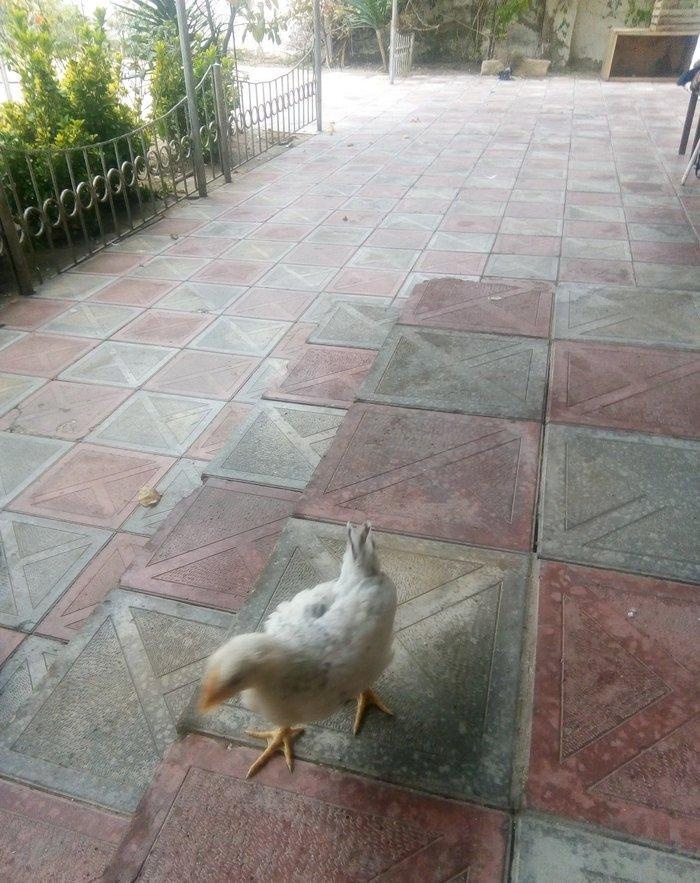 2ayliq serebrist adı kent cuceleri 30dene di vaxtim yoxdu baxmaga öz t