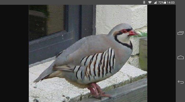 erkek keklik satilir qirqovulda var 1 cüt qafqaz 1 eded erkek rumun cu