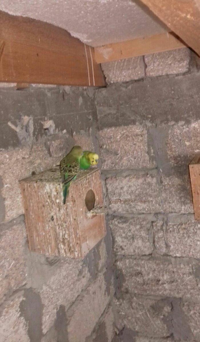 satıram nağd papuqaylardı bır defe bala almısam Hec bır prablemlerı yo