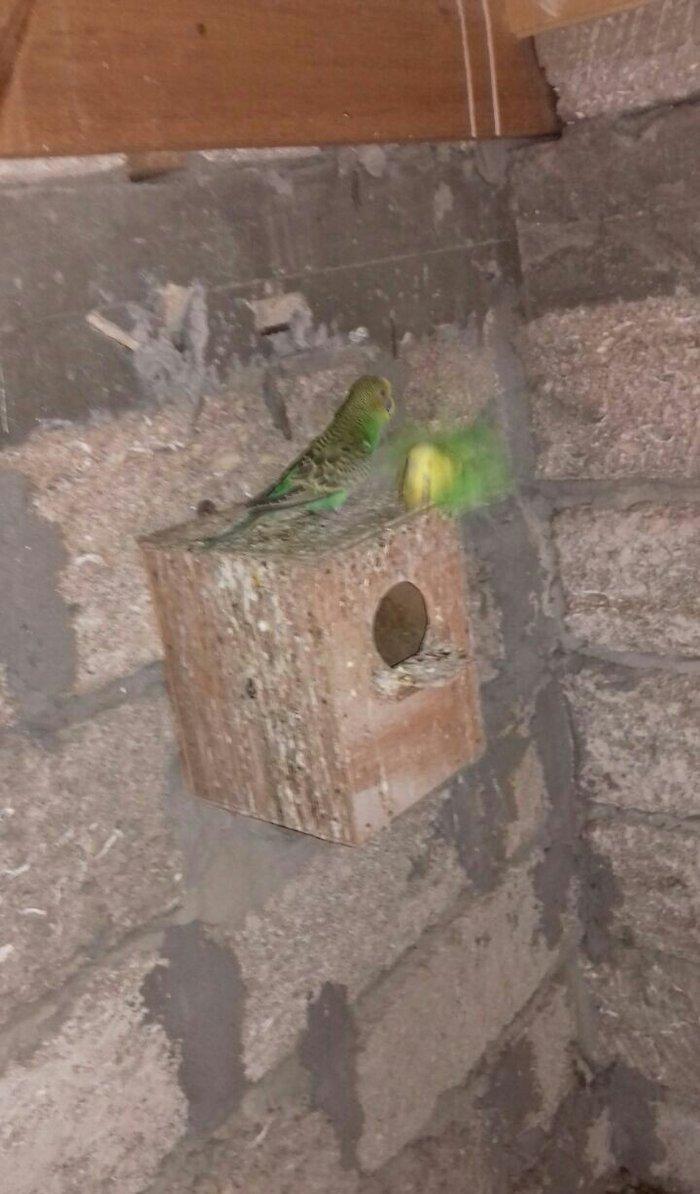 satıram nağd papuqaylardı bır defe bala almısam Hec bır prablemlerı yo