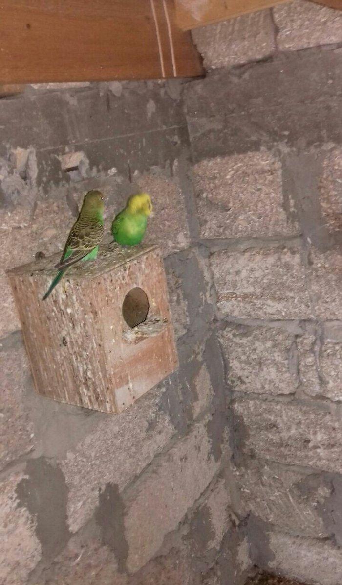 satıram nağd papuqaylardı bır defe bala almısam Hec bır prablemlerı yo