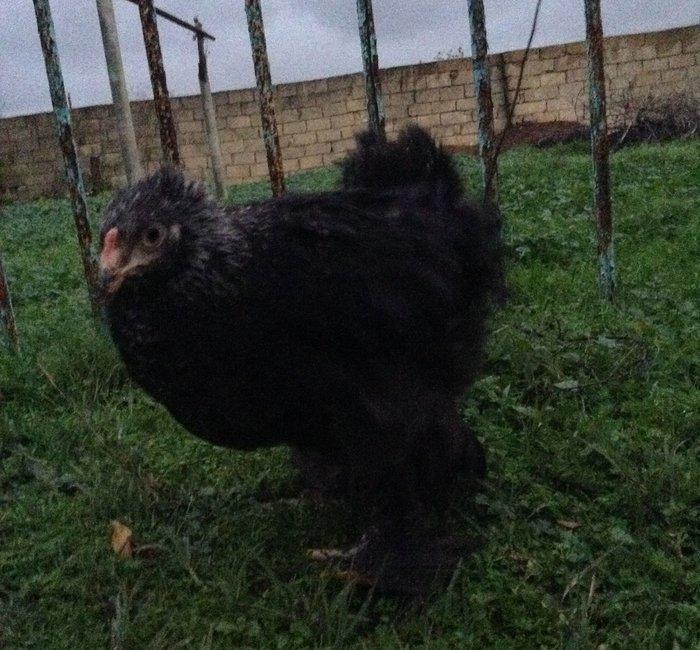 Brama toyuqlari 2 ay 20 gunlukdur. saglamdirlar. 60 ədədə yaxin var