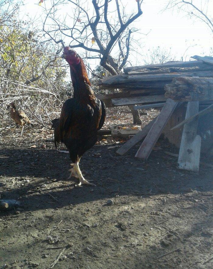 salam bir il 6 ayliqdi doyuwu superdi meydanliq heyvandi liboy heyvana