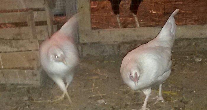 2 ədəd ağ yaponka(yakaxoma) satılır 6 aylığdılar tam sağlamdılar az ra