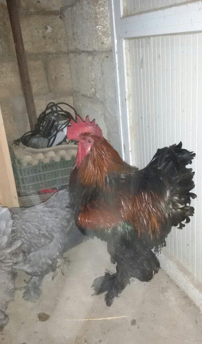 1 yaş yarım kokinxod xoruzu 2 gərəsi hazır damazlıq heyvanlardır tam s