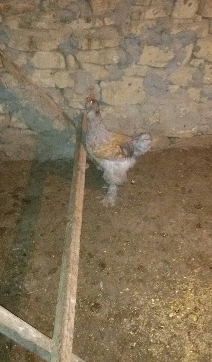 6 aylığ brama xoruzu tam sağlamdı bütün vaksinləri olunub qiyməti 100