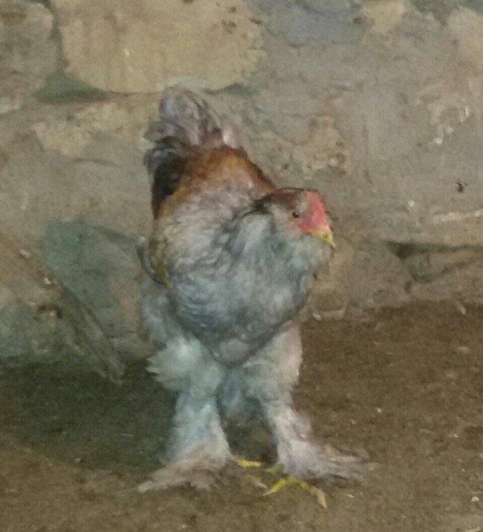 6 aylığ brama xoruzu tam sağlamdı bütün vaksinləri olunub qiyməti 100