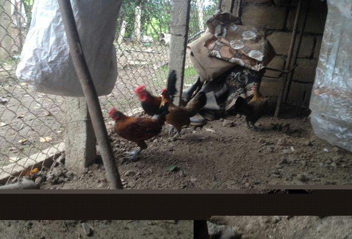 Yaponka cutu 30 manat hal hazirda yumurtlayir elaqe ucun whatsap 0516