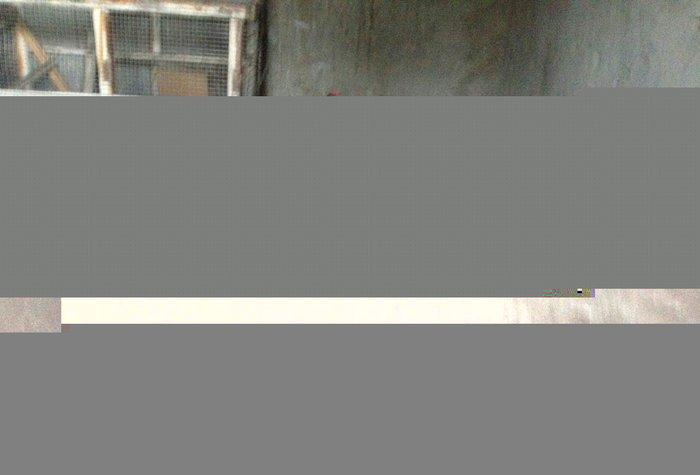 Yaponka cutu 30 manat hal hazirda yumurtlayir elaqe ucun whatsap 0516