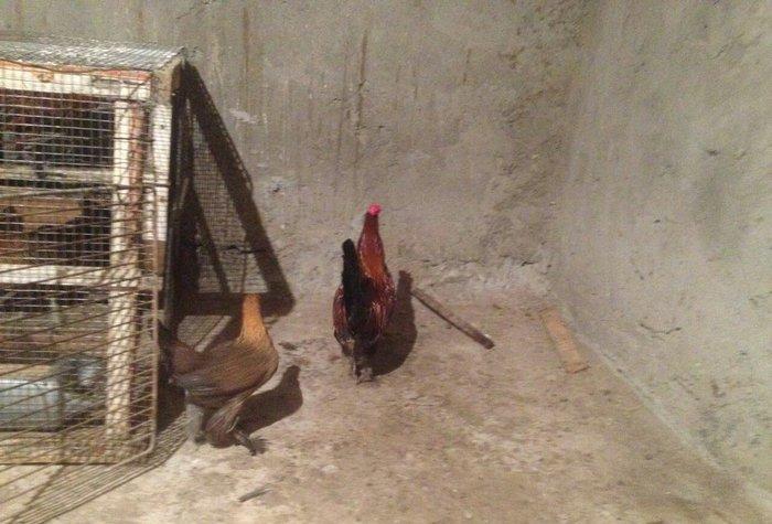 Yaponka cutu 30 manat hal hazirda yumurtlayir elaqe ucun whatsap 0516