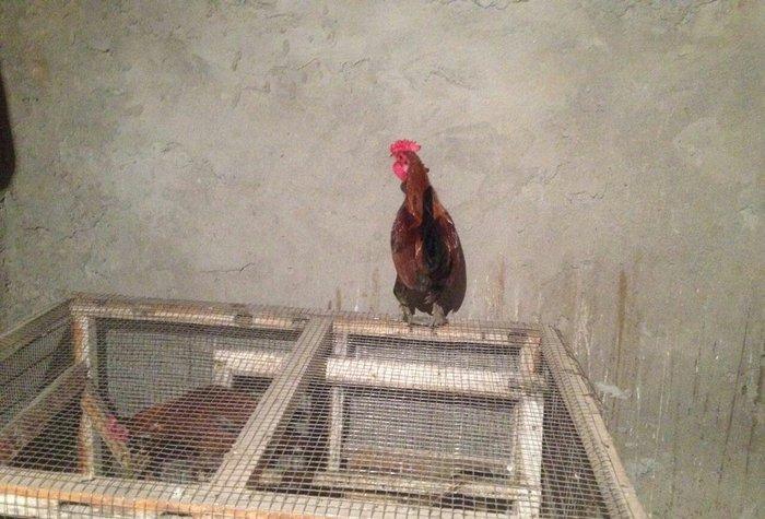 Yaponka cutu 30 manat hal hazirda yumurtlayir elaqe ucun whatsap 0516