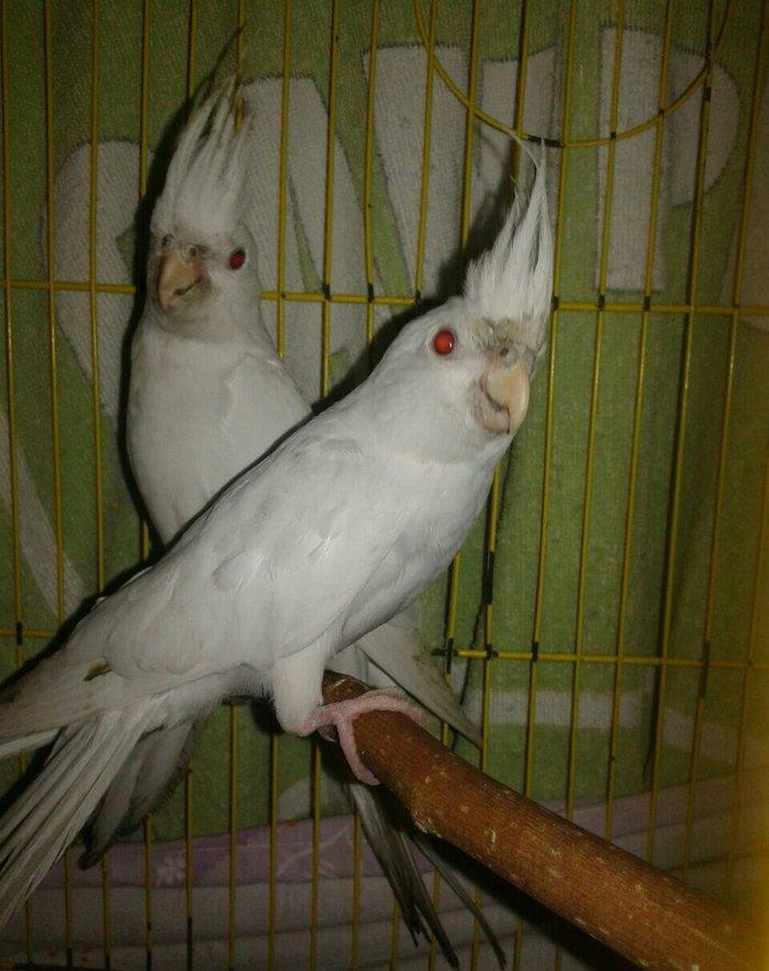 Bir cut albinos yanagsiz karella satilir. 4-5 aylig olarlar. Saglamlig