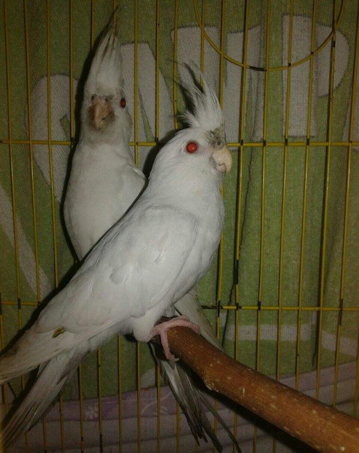 Bir cut albinos yanagsiz karella satilir. 4-5 aylig olarlar. Saglamlig