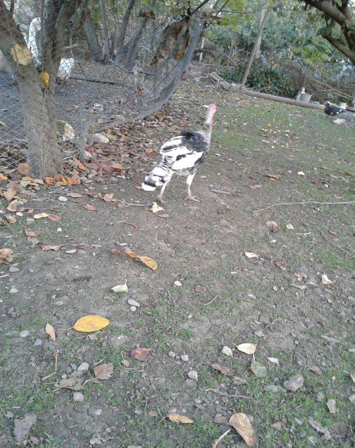 hay bird jinsi hündüşga Amerikada  cölde meşeliyde yaşayan jinsdi 1 il