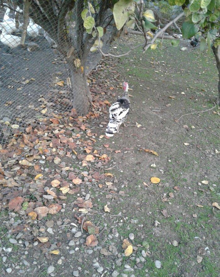 hay bird jinsi hündüşga Amerikada  cölde meşeliyde yaşayan jinsdi 1 il