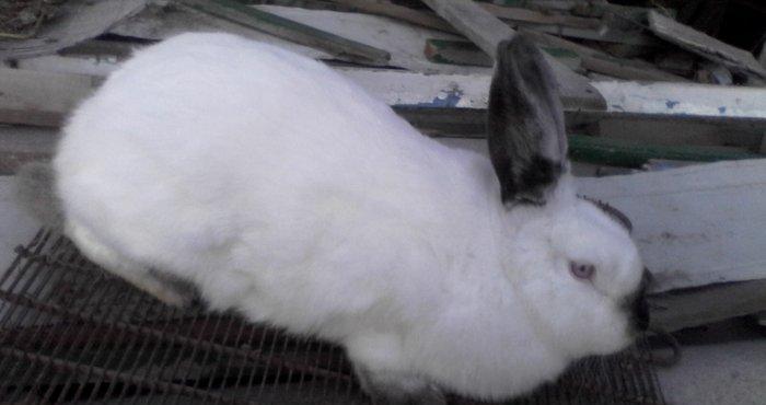 temizqan kaliforniskiy sort dovwan satilir,bogazdir ikinci qarin bala