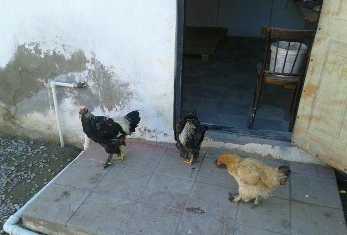 satıram bramalar ıkı xoruz bırı feredı Hec bır prablemlerı yoxdu vaksı