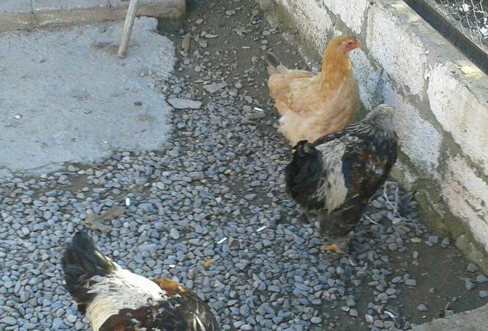 satıram bramalar ıkı xoruz bırı feredı Hec bır prablemlerı yoxdu vaksı