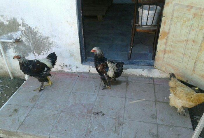 satıram bramalar ıkı xoruz bırı feredı Hec bır prablemlerı yoxdu vaksı