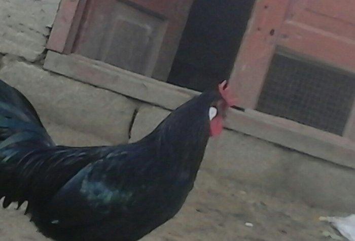 salam satram bater de olar xalmaqon qazle deserem nece ayliq olyrsada