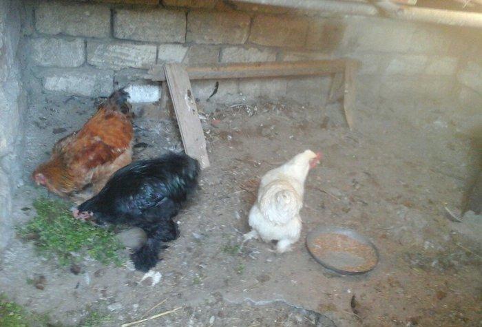 salam satram bater de olar xalmaqon qazle deserem nece ayliq olyrsada