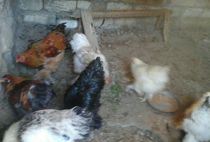 salam satram bater de olar xalmaqon qazle deserem nece ayliq olyrsada