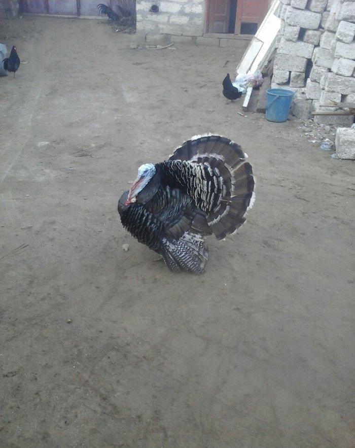 salam satram bater de olar xalmaqon qazle deserem nece ayliq olyrsada