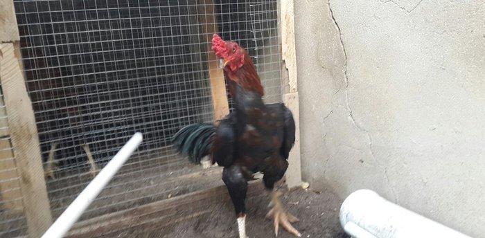 Heyreti xoruzu satilir pay veribler vur defe oz heyreimle buraxmisam m