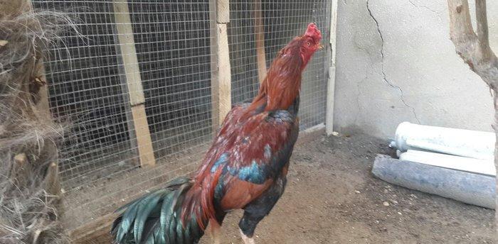 Heyreti xoruzu satilir pay veribler vur defe oz heyreimle buraxmisam m