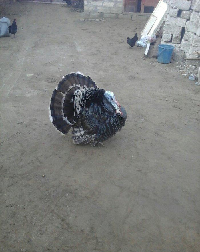 salam hindyska satram 55 manata son qiymet o55 348 02 57