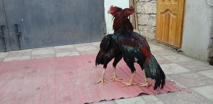 Heyreti xoruzu satilir pay veribler ozumde 2 dene var deyer qapida sax