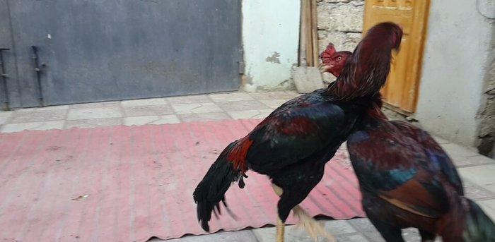 Heyreti xoruzu satilir pay veribler ozumde 2 dene var deyer qapida sax