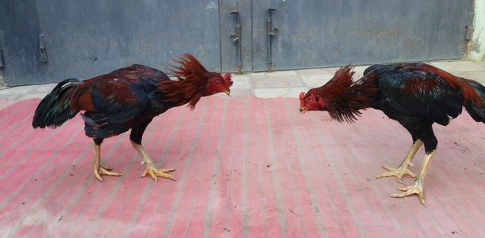 Heyreti xoruzu satilir pay veribler ozumde 2 dene var deyer qapida sax