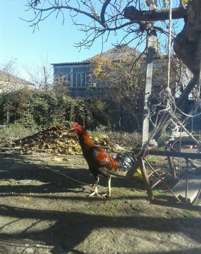 salam tecili satilir doyuwune ve usuluna soz yoxdu qaz hinduwqa ordey