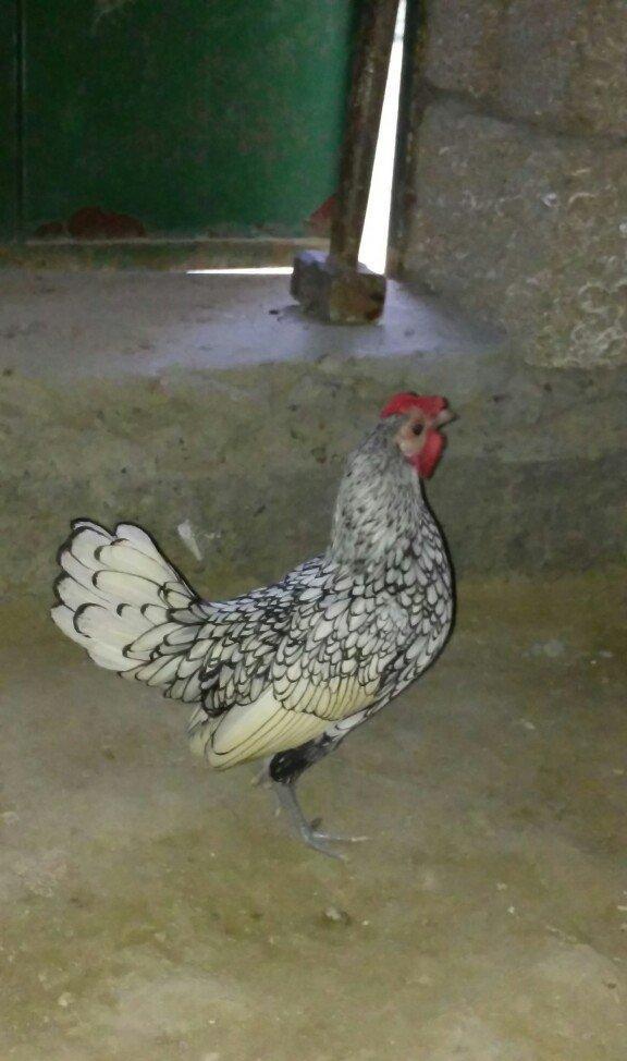 sibirayt xoruz super heyvandi ariginal 100 faiz pul lazim olduqu üçün