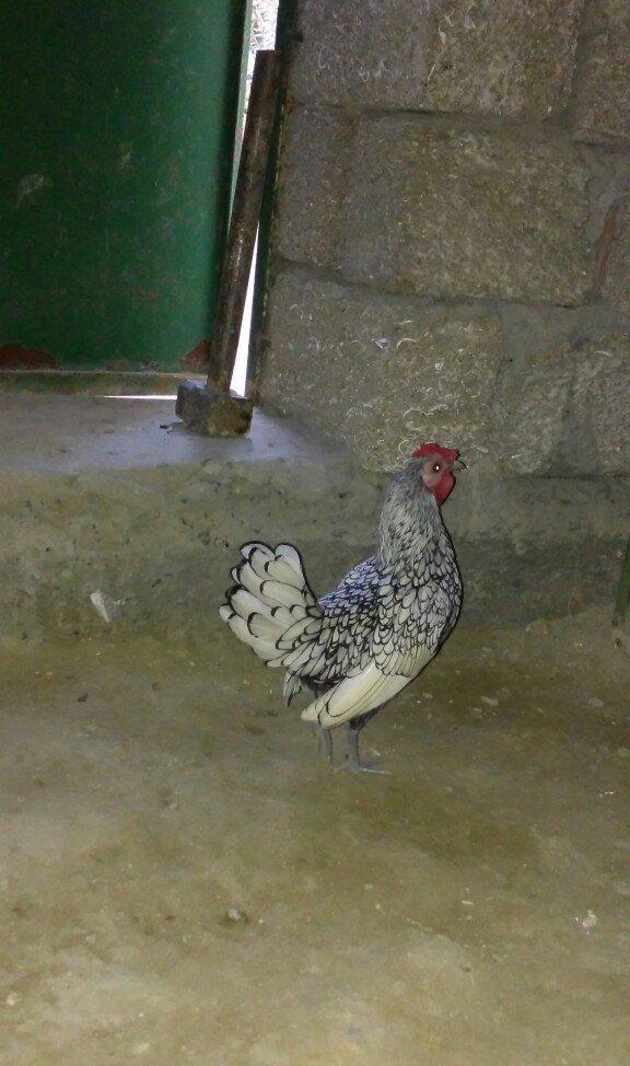 sibirayt xoruz super heyvandi ariginal 100 faiz pul lazim olduqu üçün